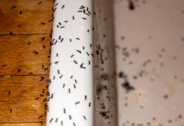 Best Pest Control for Businesses  in Sweet Springs, MO